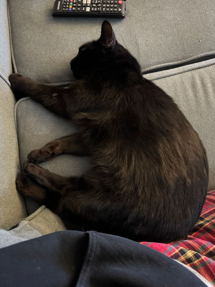 a black cat (a different one, but nearly identical to the other) sleeping on a light blue couch. my sweatshirt and pajama pants are visible along the bottom. the lighting is brighter now that I’ve turned a lamp on