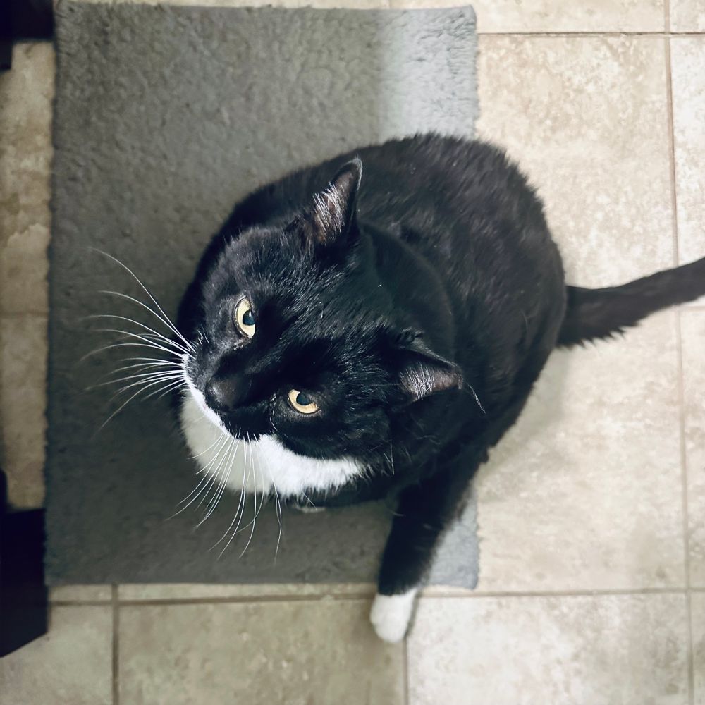 A view from above of a handsome and possibly pervy tuxedo kitty sitting on a bathroom floor looking at his naked hooman who is out of frame for everyone’s sake.