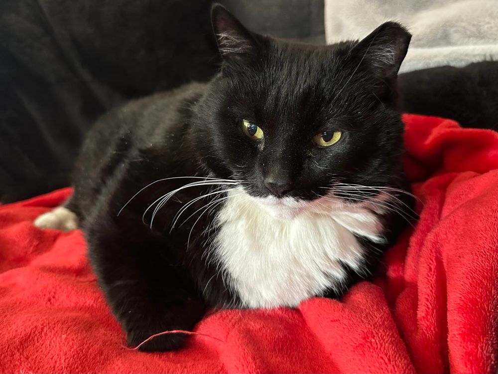 Handsomest tuxedo cat laying on a red blanket 