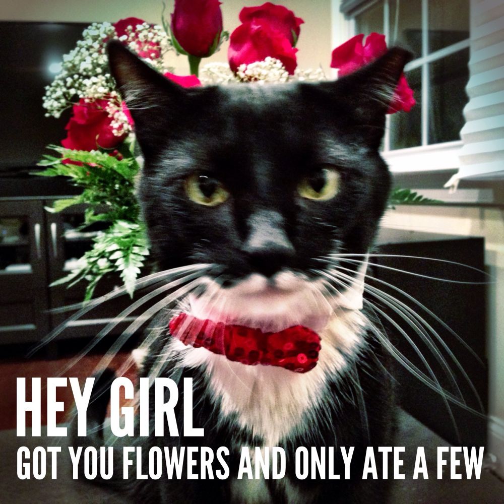 Photo of the handsomest tuxedo cat wearing a red bow tie in front of a vase of roses with the text HEY GIRL GOT YOU FLOWERS AND ONLY ATE A FEW for comedic effect though extremely fictional because cats cannot speak English much less type it out. 