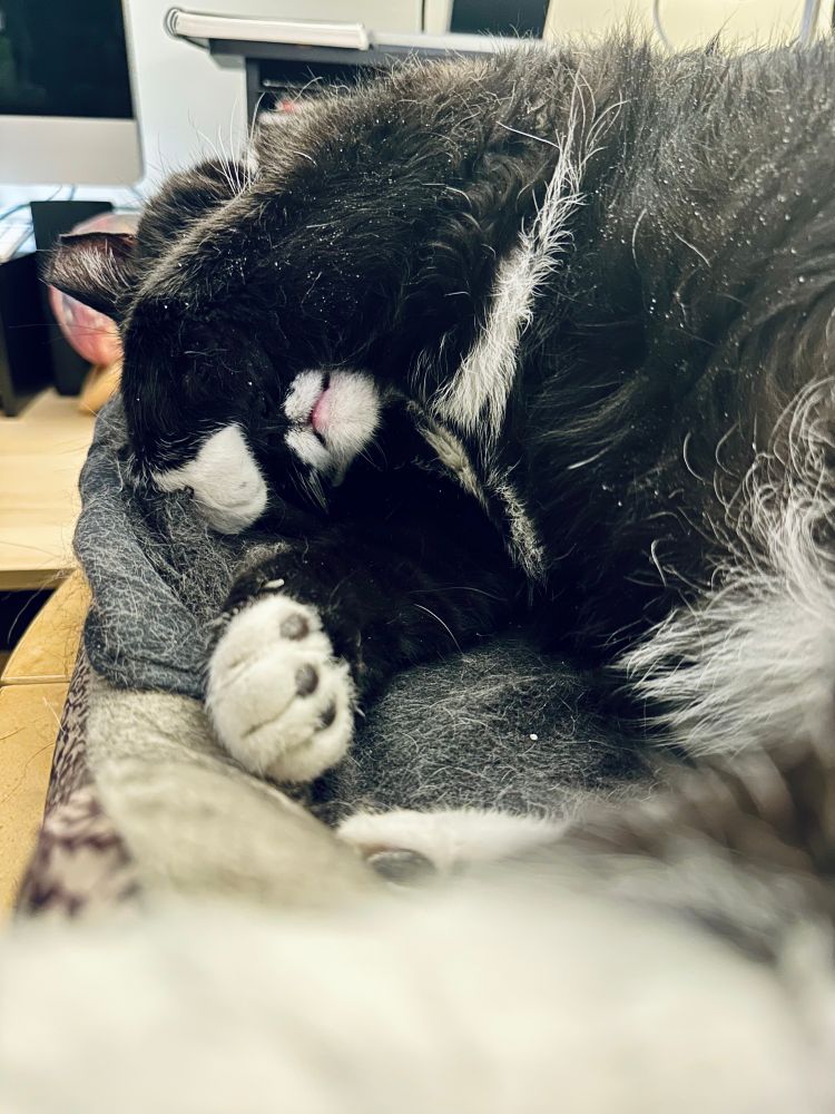 Handsome tuxedo cat in a cat bed with his paw over his eyes in exhaustion over dealing with the world