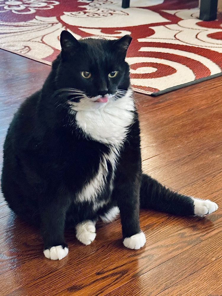 Handsome tuxedo cat sitting on a hardwood floor with his tongue out as a display of discontent with the world at large