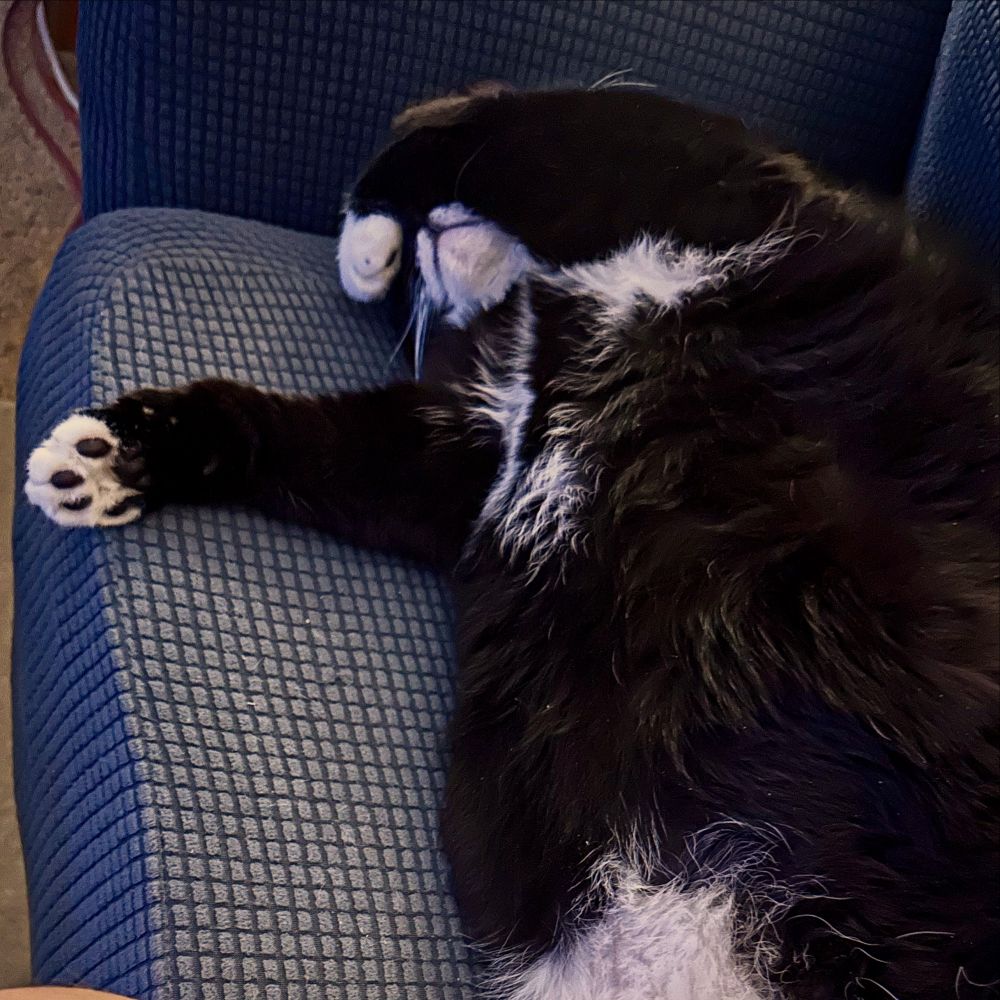 Handsome tuxedo cat has paw covering his eyes in a dramatic pose on a couch 