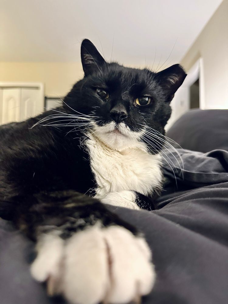 Closeup of a handsome tuxedo cat on a bed with paw close and out of focus while cat stares into camera with an expression of annoyance and general disappointment in the photographer 