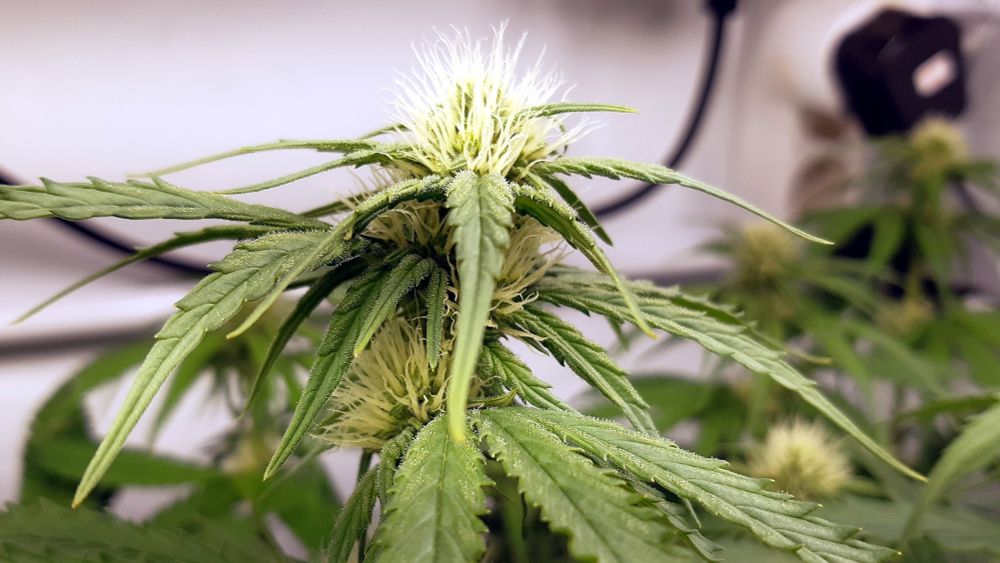 Yksi kukkiva latva, kukinnossa on runsaasti karvamaisia emikukkien luotteja.