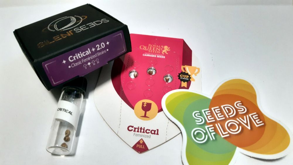 Kannabiksen siemenpaketteja/siemeniä: Critical 2.0, lasiputkilossa näkyy 3 siementä jotka ovat Critical bulkia, RQS:n paketissa Critical. Siementen vierellä Seeds of Loven tarra.
