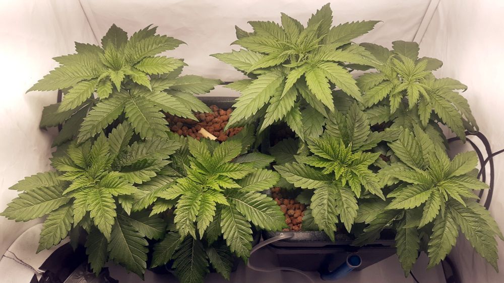 Sama kuva kuin aiemmin, 7 kasvia teltassa