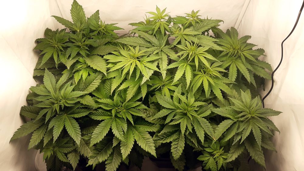 Teltassa seitsemän kasvia, paljon latvoja