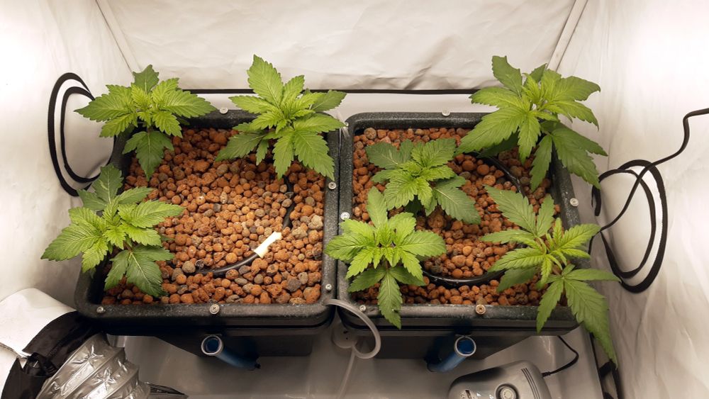 Kaksi WaterFarmia teltassa, seitsemän kasvia