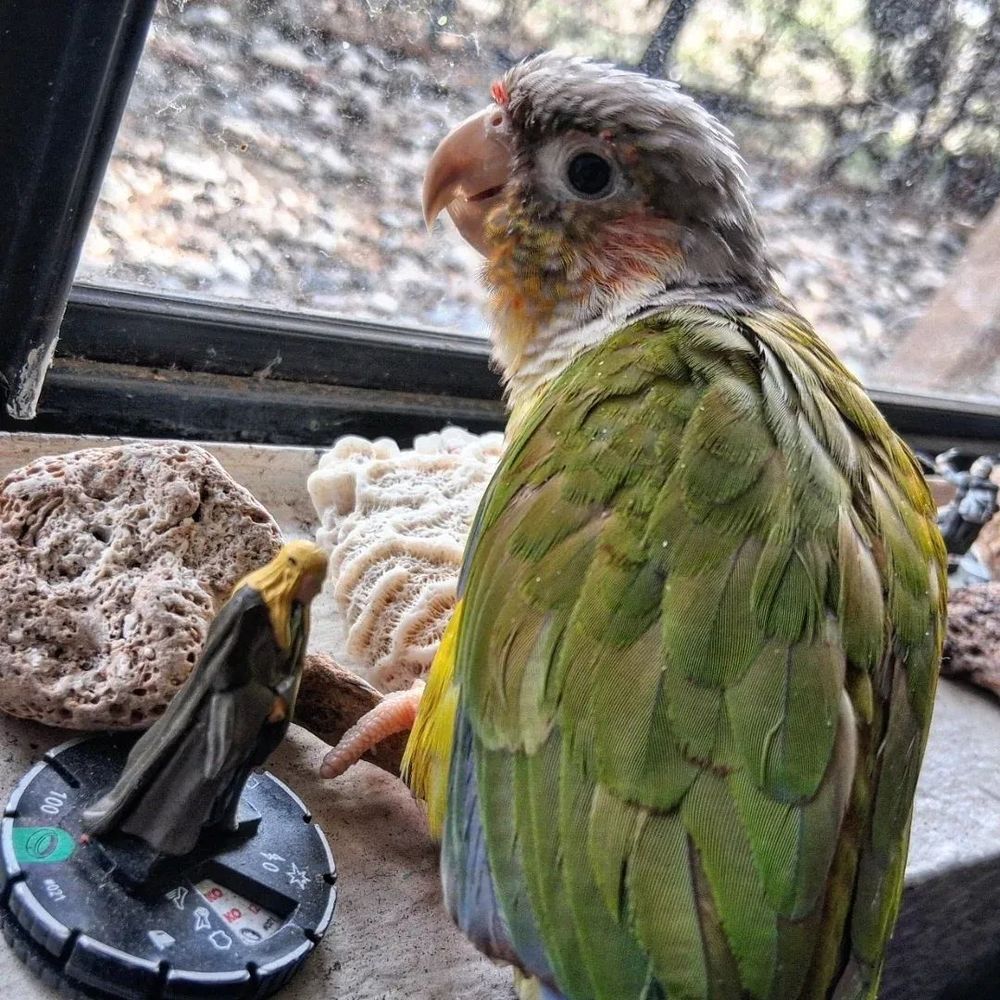 Pippin, a Pineapple Green-cheeked Conure, looking out of a windows next to fossil coral and a tiny Legolas. 