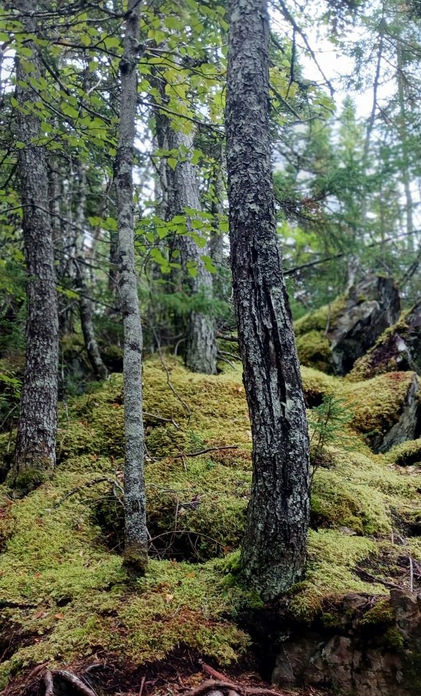The hilly ground in the forest is covered in moss.