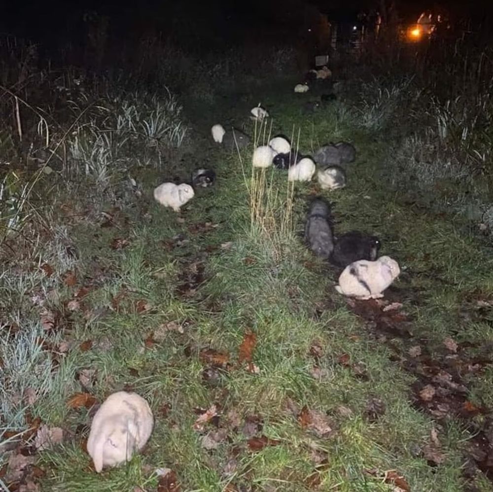 Night time photo of a group of rabbits found abandoned in woodland, looking bewildered and frightened.