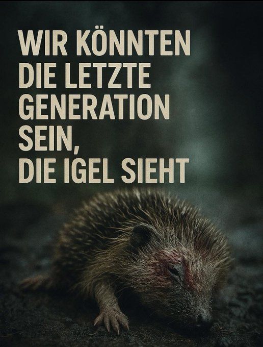Bild eines hungernden Igels mit dem Text
"Wir könnten die Letzte Generation sein, die Igel sieht."