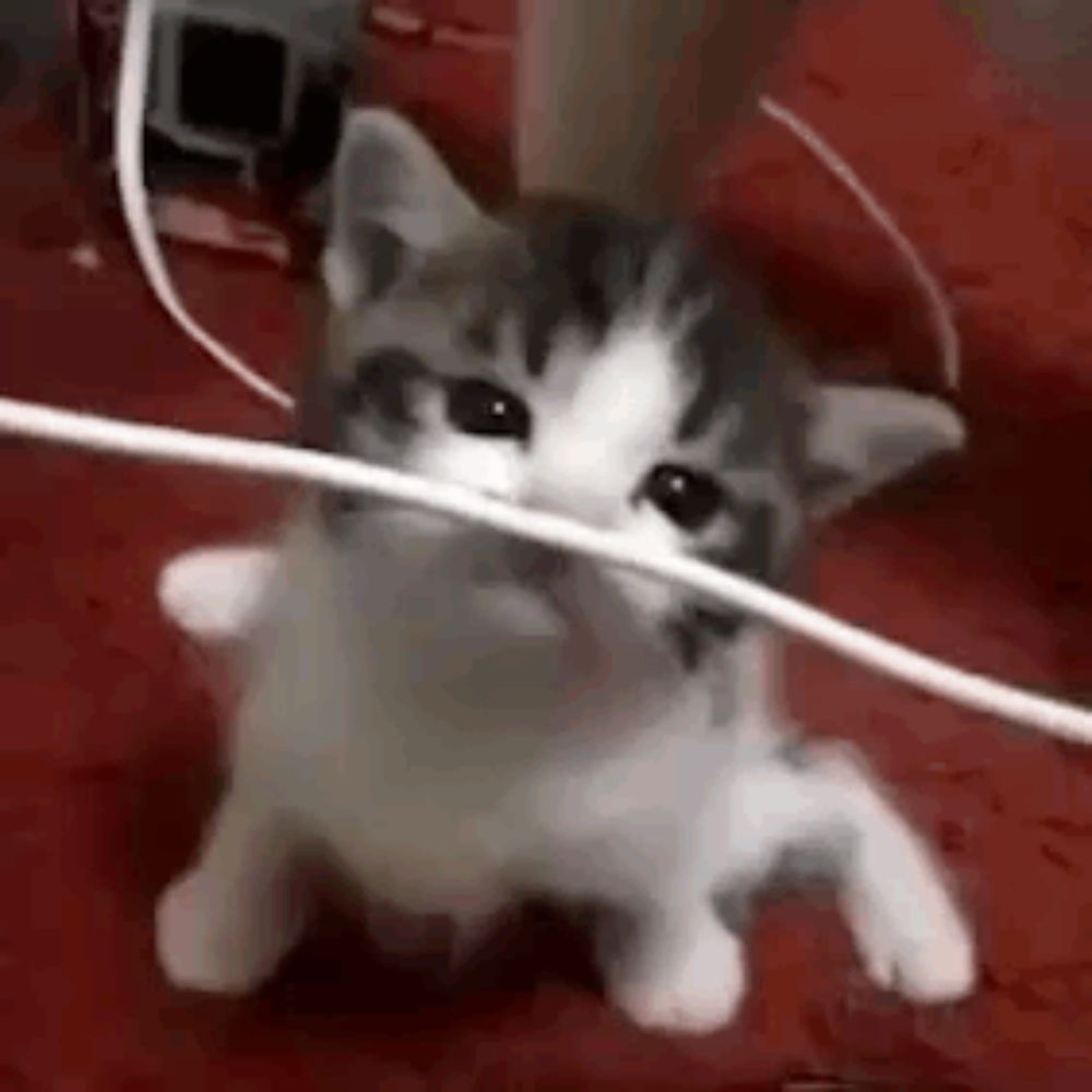 a small kitten is playing with a wire in its mouth .