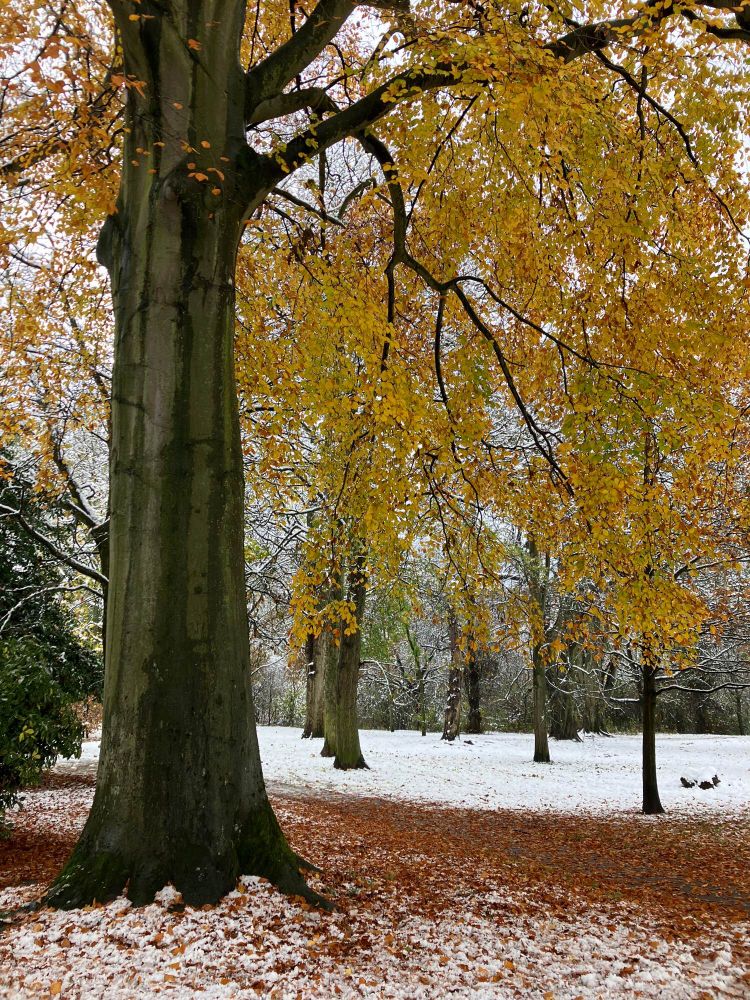 Dark tree trunk with yellow/green leaves and russet leaf-fall on snow.