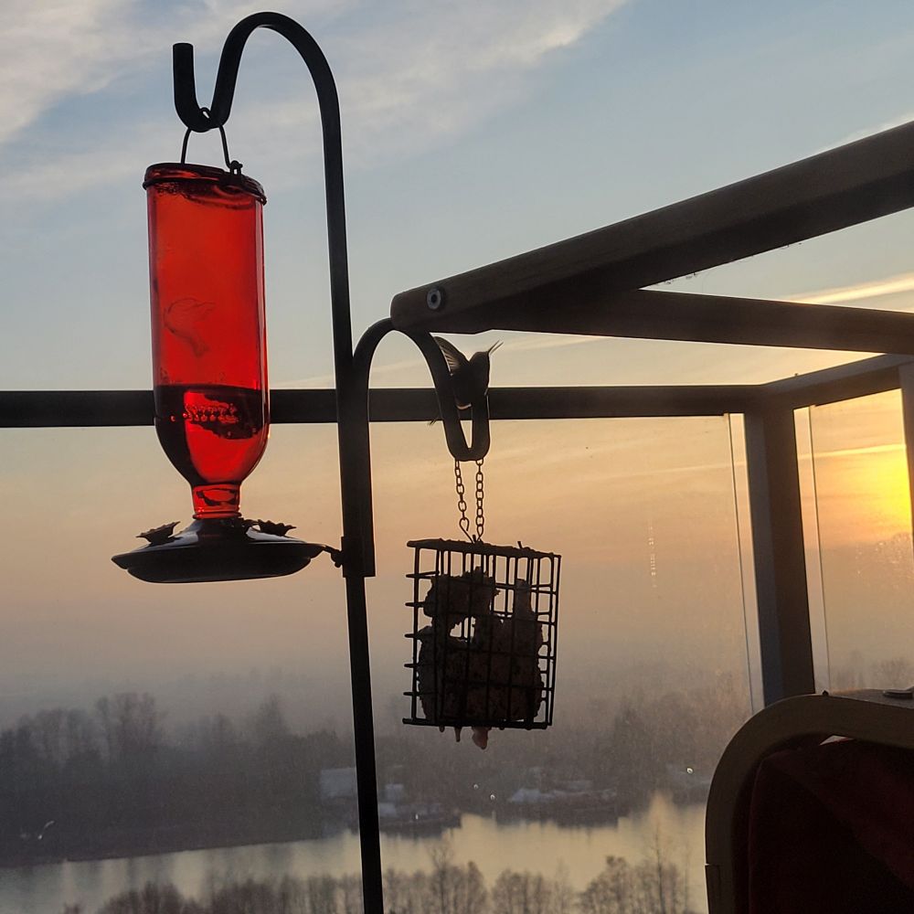 The edge of the sun is visible in this shot - the railing bird is gone, but the sitting bird now has his wings extended still in silhouette up and out. The feathers are slightly transparent, and you can see the tone of the sky through the wing feathers 