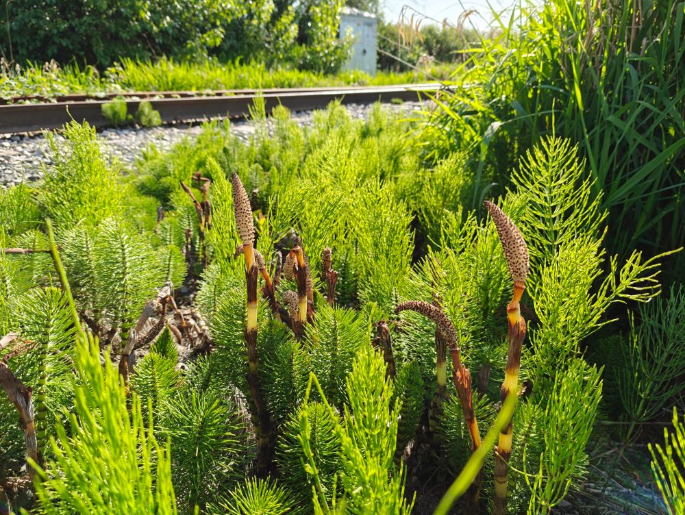 In the foreground are dozens of delicate miniature tree-like leaf structures, stretching several inches high and fading into the mid-frame. They are vividly green and have the structure of a tiny spruce tree. In the mid-frame are the fruiting bodies of the plants - a common horsetail - which consist of vertical spikes alternating brown and translucent beige, topped by a beige and stippled brown pod-shaped body that narrows to a point. The plants are arrayed in front of a railroad track in the background, with a small signal structure far in the background, and some additional several-feet tall grasses and miscellaneous bushes