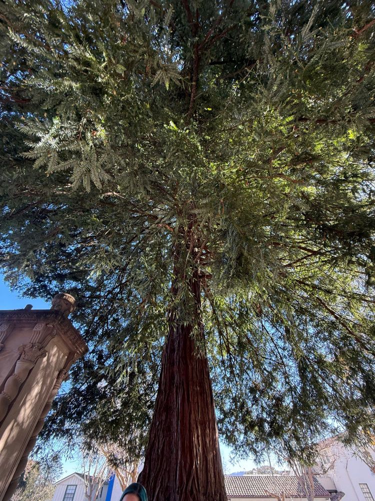a tall ass redwood tree