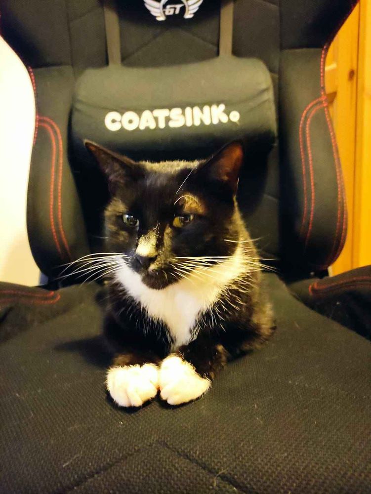 A cute black and white tuxedo cat, laying on a black and red trimmed PC gaming chair, with a Coatsink branded back support.