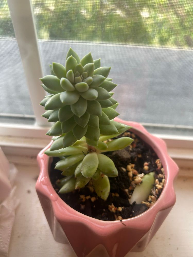 A green succulent with many pointed leaves is in a pink ceramic pot on a white windowsill 