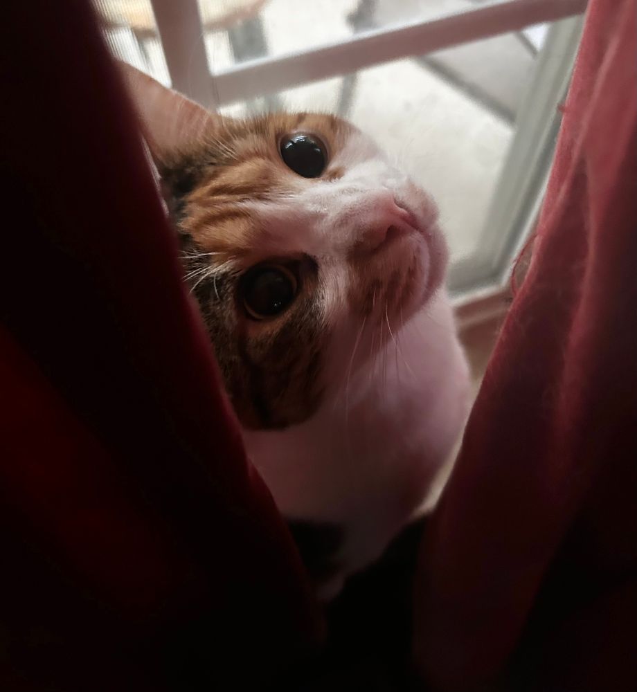Calico cat with an orange and white face looks up from behind red curtain 