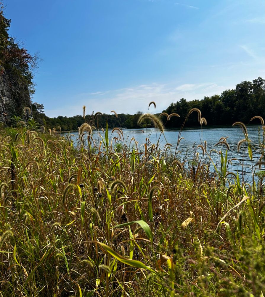 Yellow and green grass and weeds to the left side of a river. The sky is blue overhead and dense trees line both sides of the river 