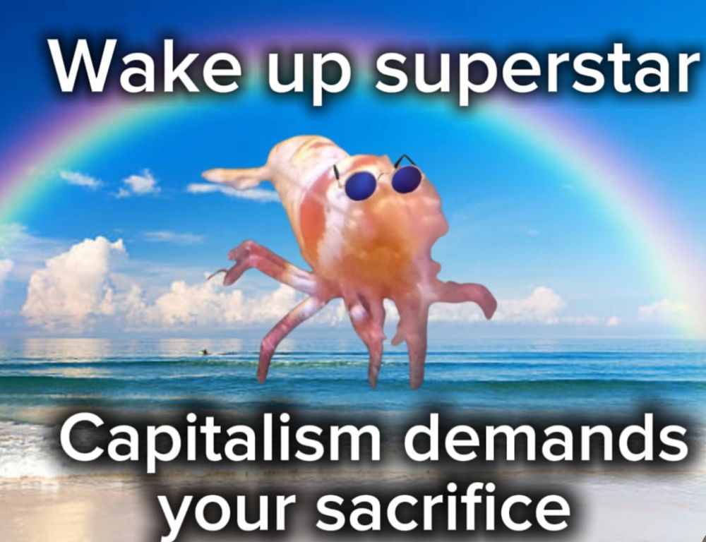 Credit to @the_dapper_shrimp on instagram a shrimp with sunglasses edited onto a beach overlooking the ocean with a rainbow, “wake up superstar, capitalism demands your sacrifice” 