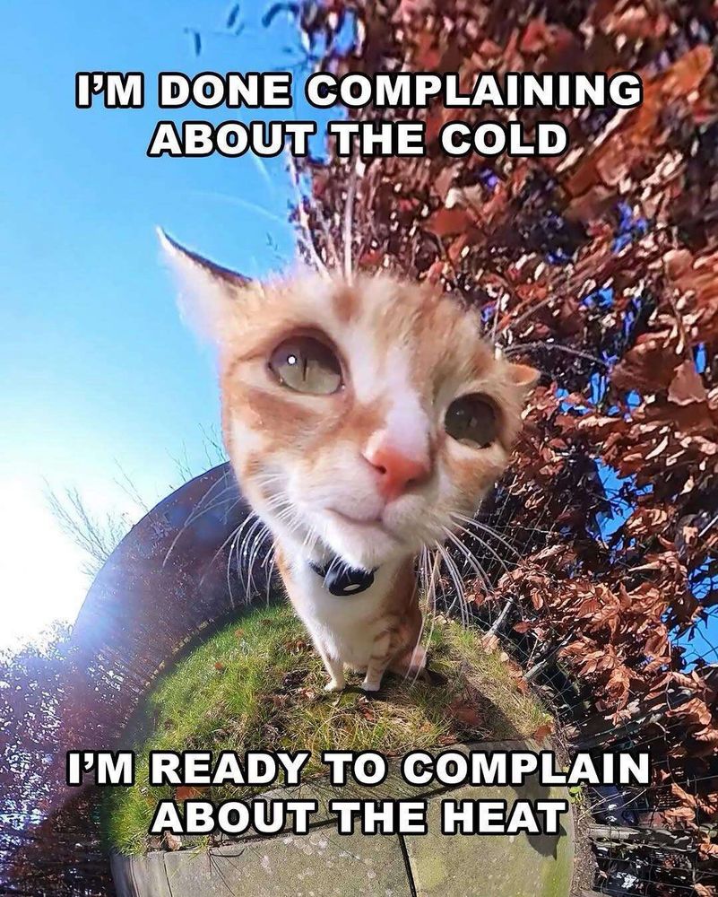 A fisheye photo of an orange cat with green eyes smiling at the camera. It is outside in the grass, orange leaves on the right and a blue sky on the left. “I’m done complaining about the cold, im ready to complain about the heat”