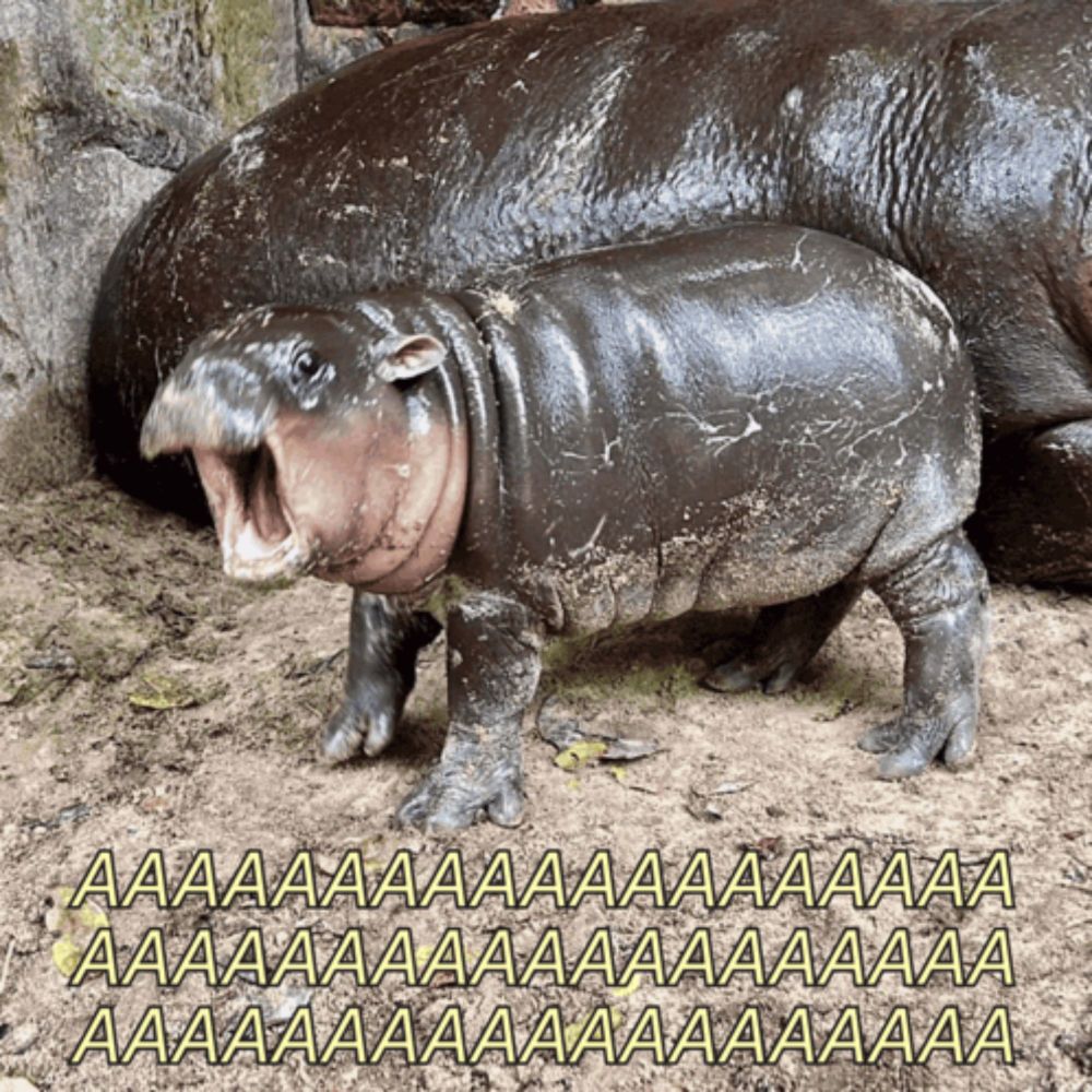 a hippopotamus with its mouth open is standing next to another hippo