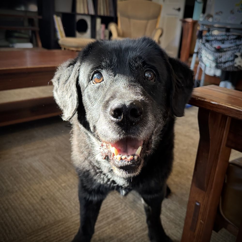 A picture of a black lab facing the camera, smiling.