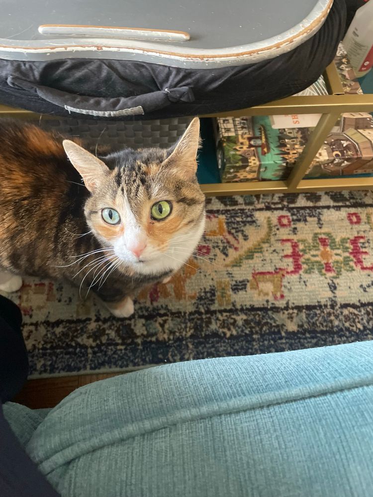 Photo of a pretty little calico tortie, with green eyes, seen from above. She looks perturbed.