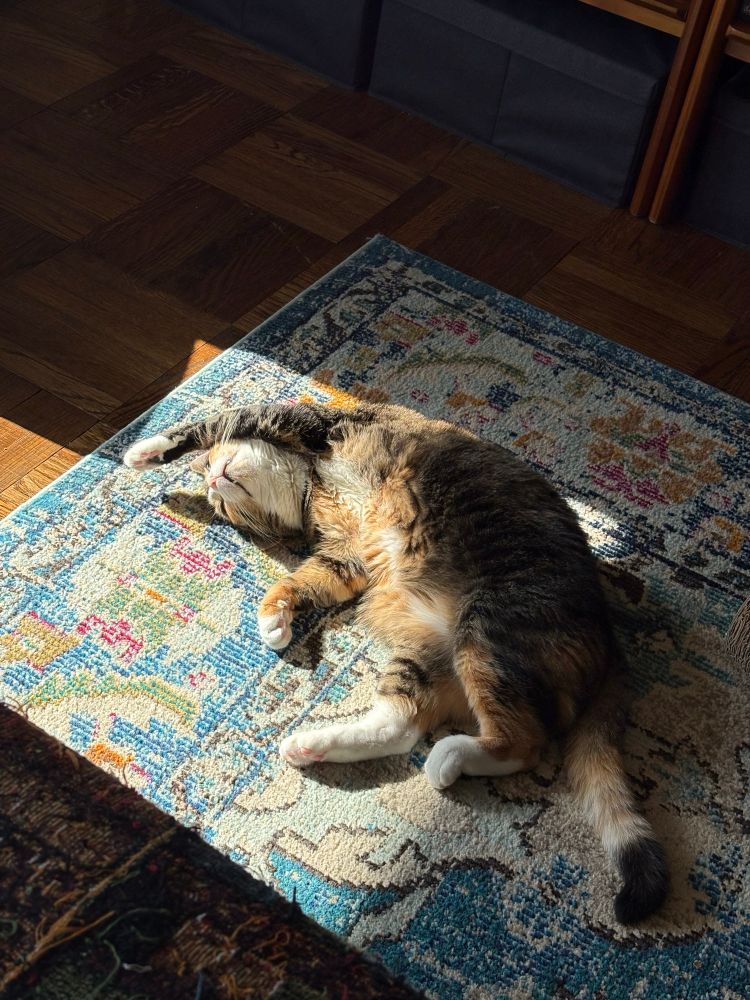 Photo of a calico cat lying on her back on a multicolored carpet. The cat is fluffy belly up, with one arm over her head, and her eyes are closed. She looks ridiculous.