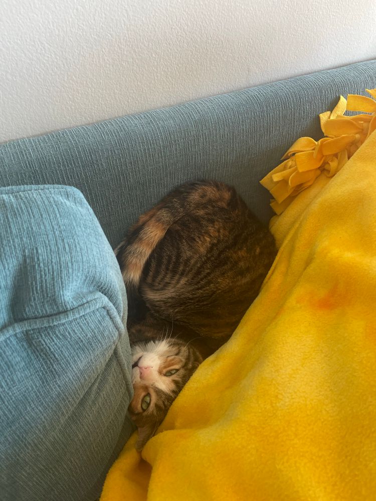 Photo of a cat who is curled up, upside-down, wedged between a couch cushion and the back of the couch. She somehow does not seem upset about this position.