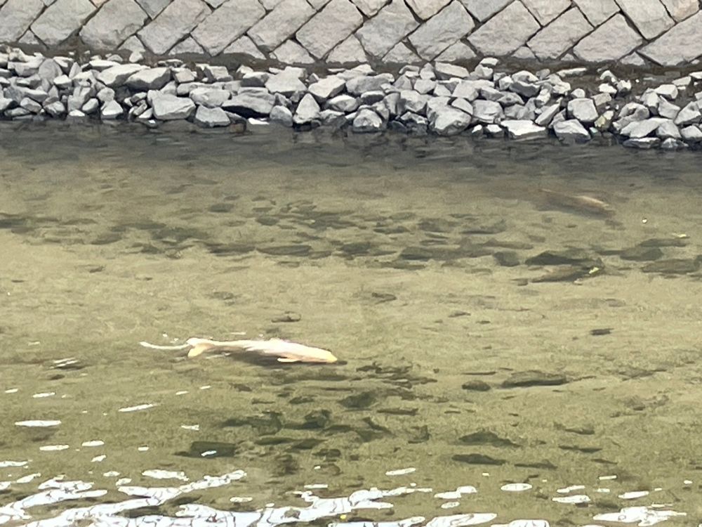 川で泳ぐ鯉