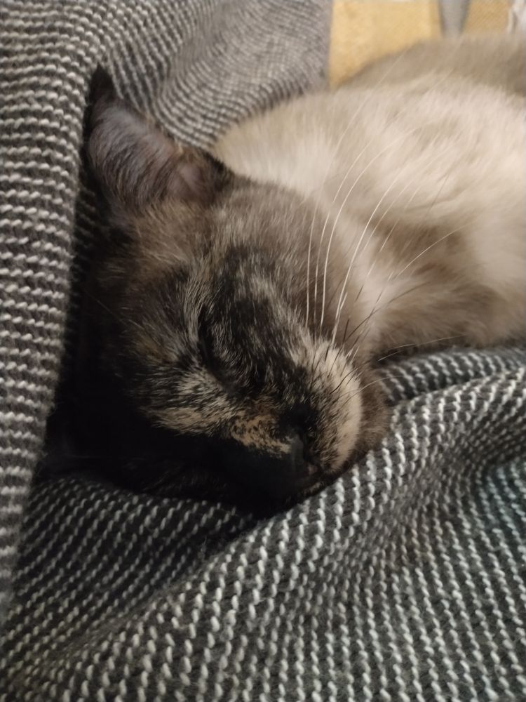 Close up of a Siamese and Muddled Calico sleeping deeply on a cozy throw. 