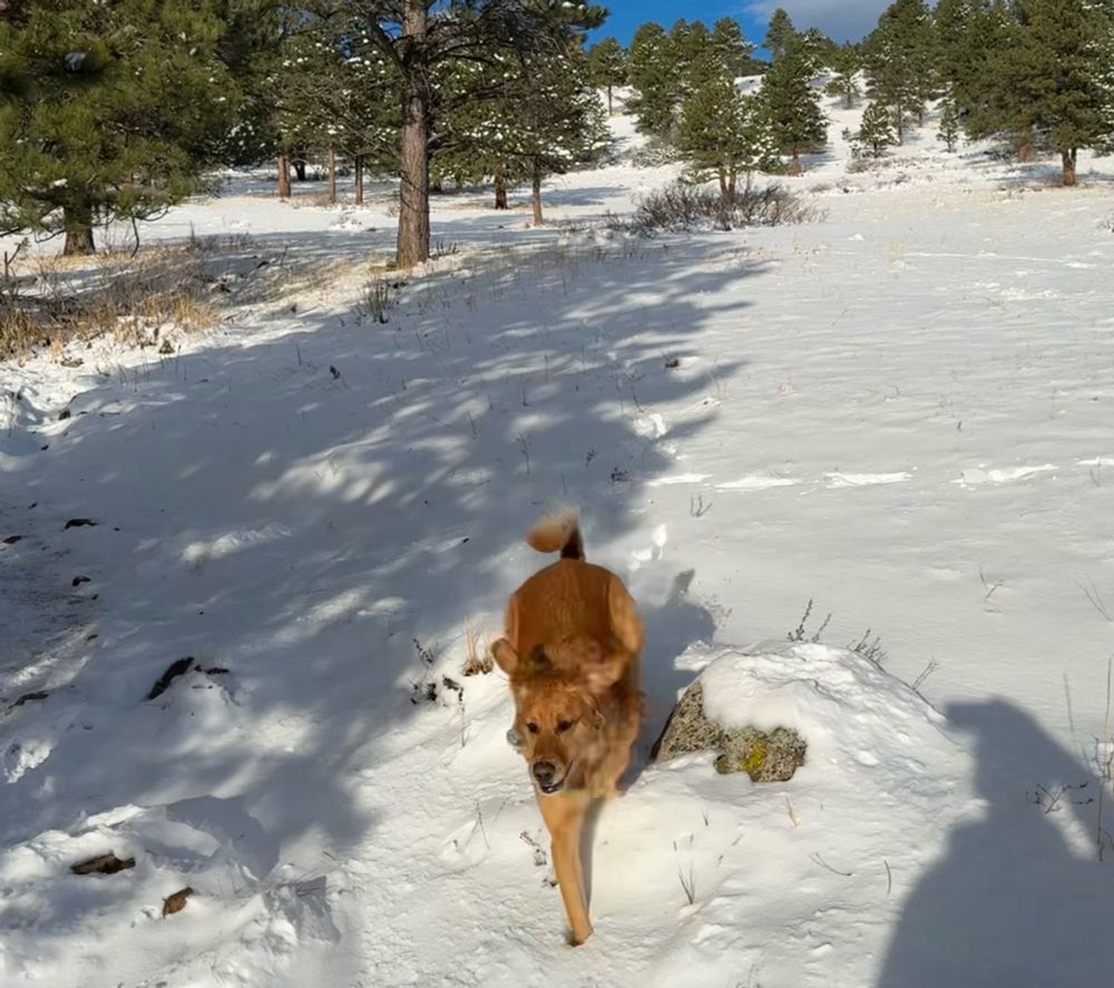 Happy dog in the snow