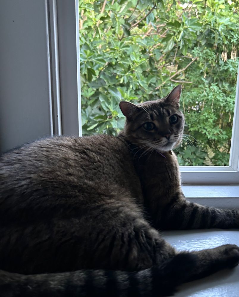 Cat with large rump posing in front of window