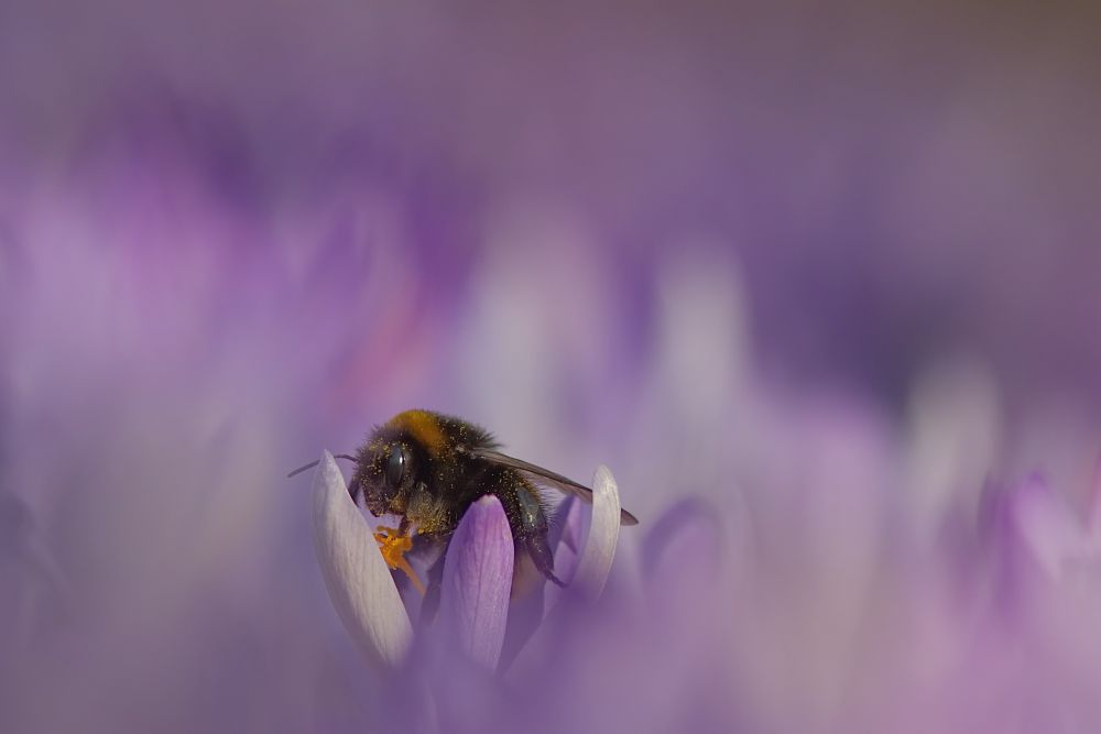 Hummel in krokuswiese im Frühling 