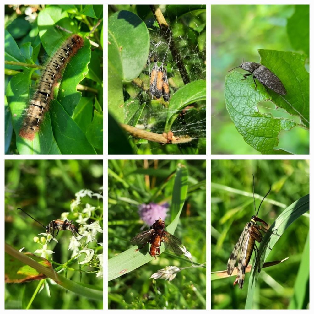 Bei der Zählung zum Insektensommer fotografierte Insekten