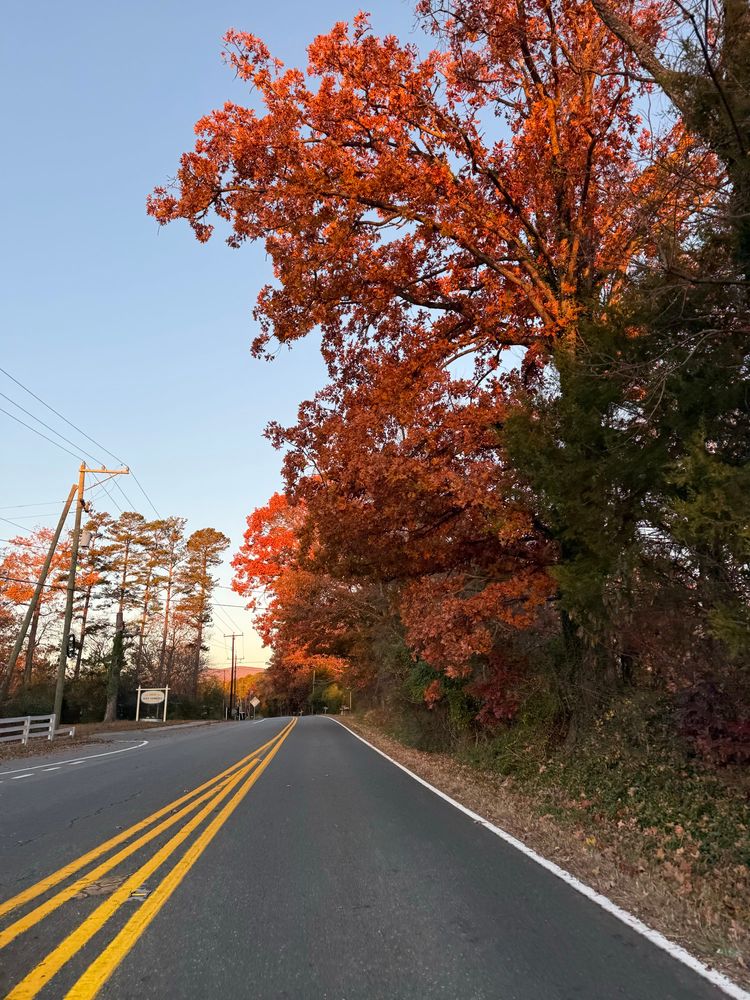 
Colorful leaves illuminatedon the side of the road