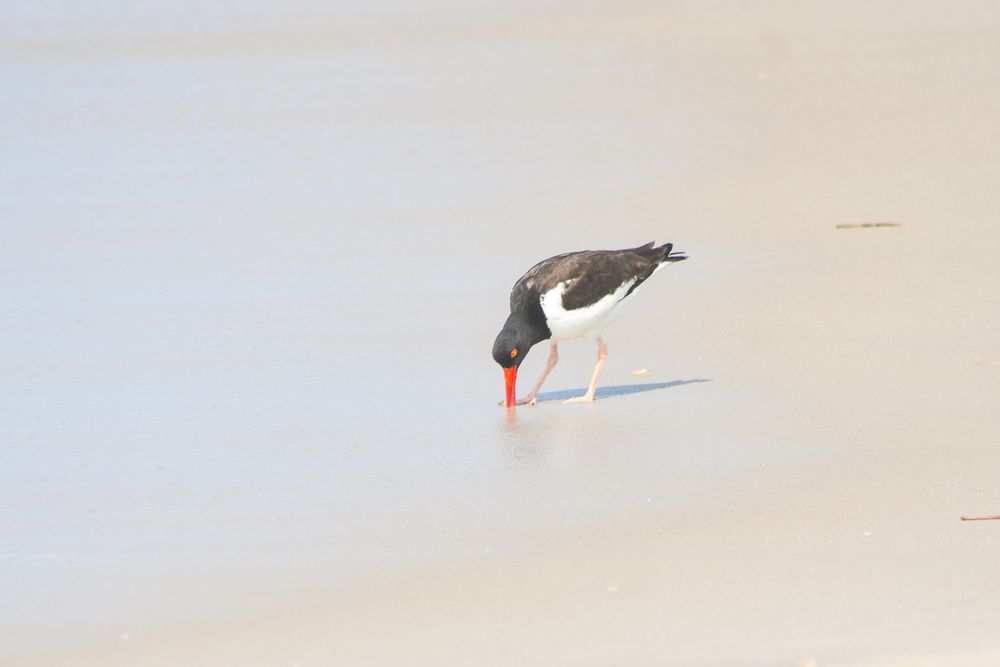 American oystercatcher with its beak sticking into wet sand.
