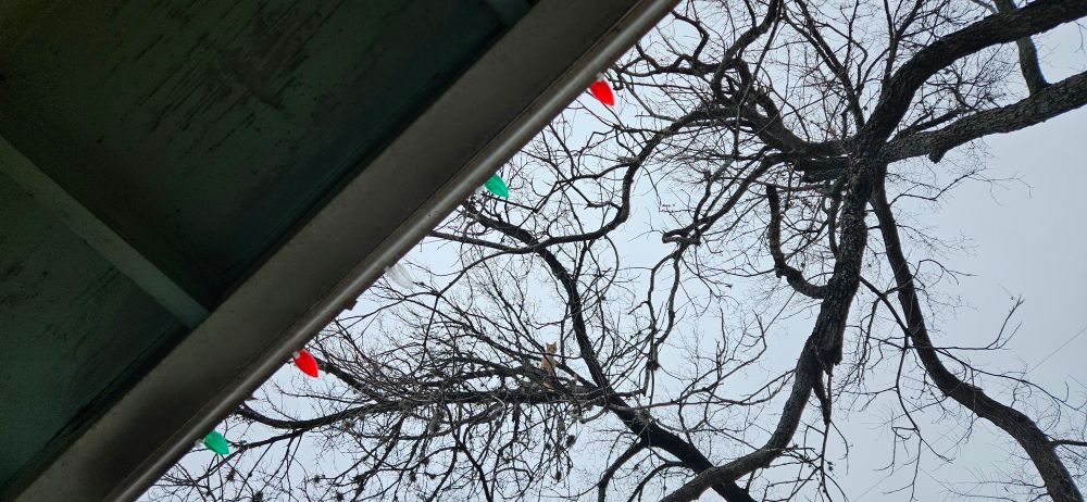 Picture of an orange house cat on the branches of a bare tree from 20 feet underneath. In the foreground is a roofline with holiday lights attached.