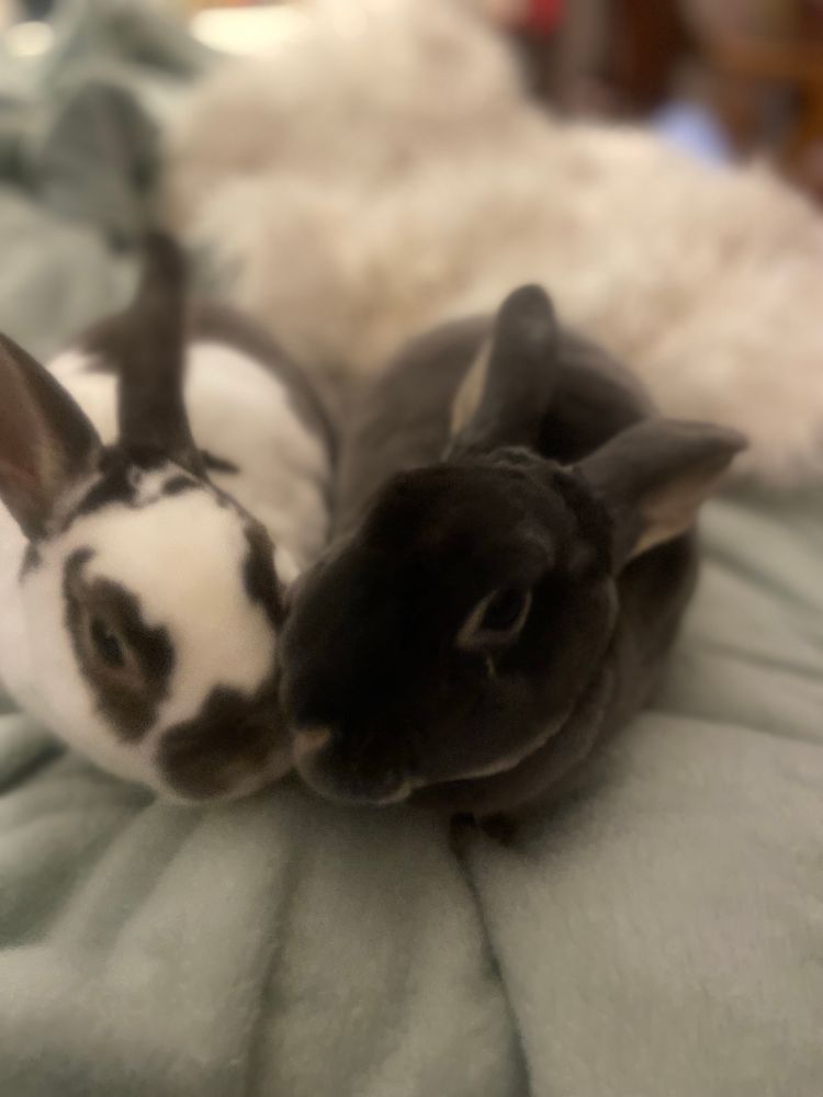 White and brown rabbit and dark gray rabbit cuddling on a white blanket 