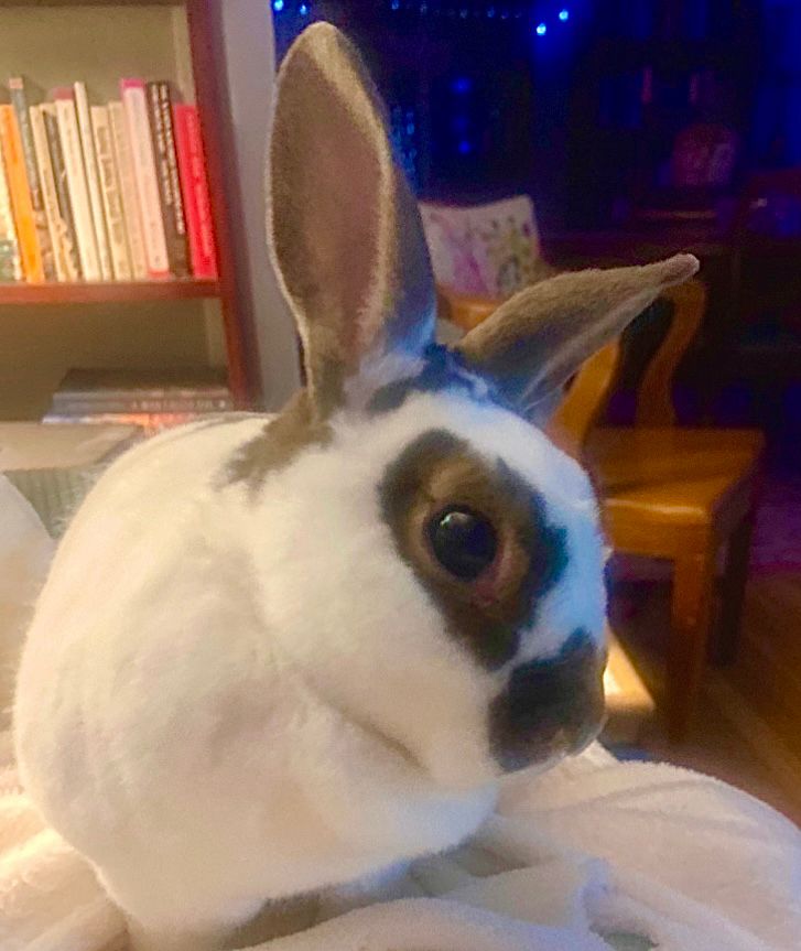 Small white and brown rabbit turned to the side with ears up