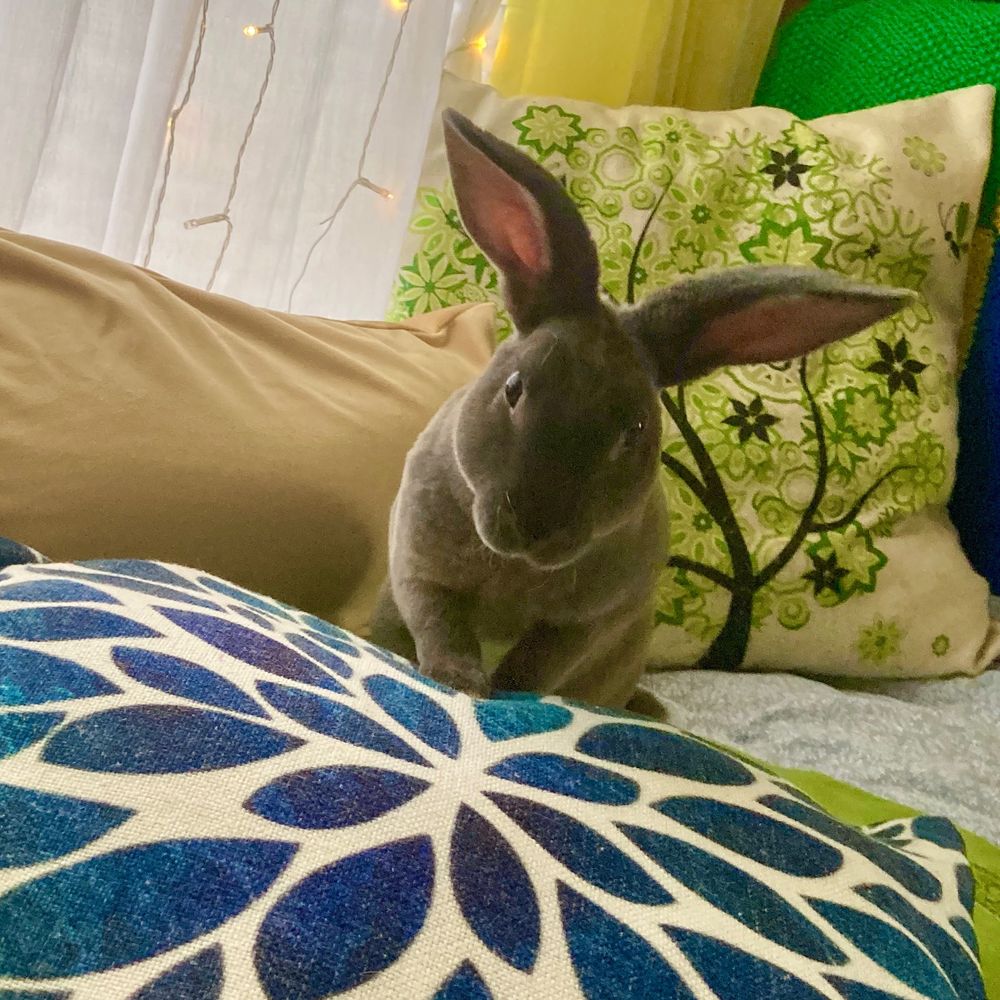 Small gray rabbit with large ears and a mischievous look on her face