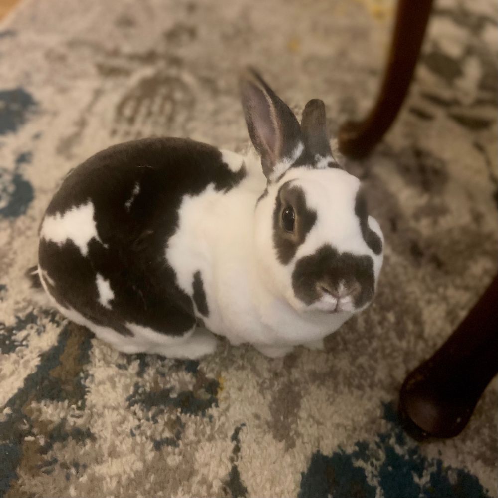 Small dark brown and white rabbit with a mustache