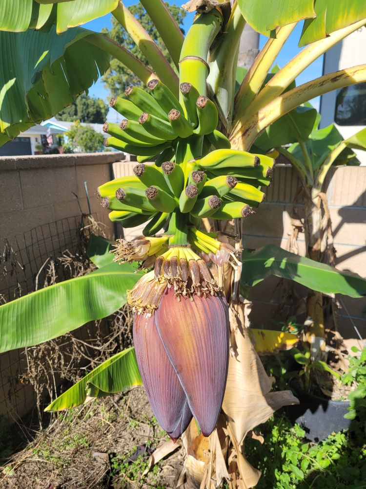Photo of the banana flower after a few nonfruitful flower clusters