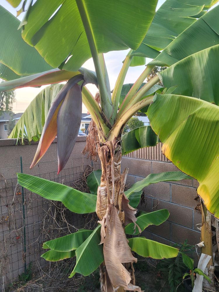 Photo of a banana plant with its flower emerging