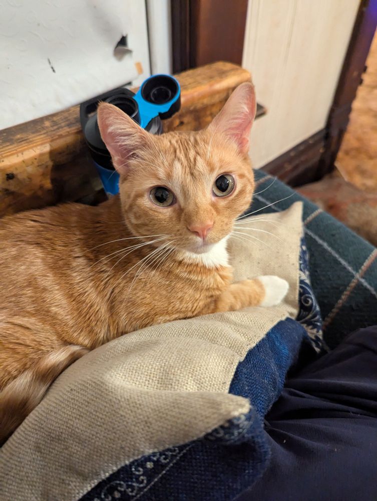 Orange cat staring up at the camera