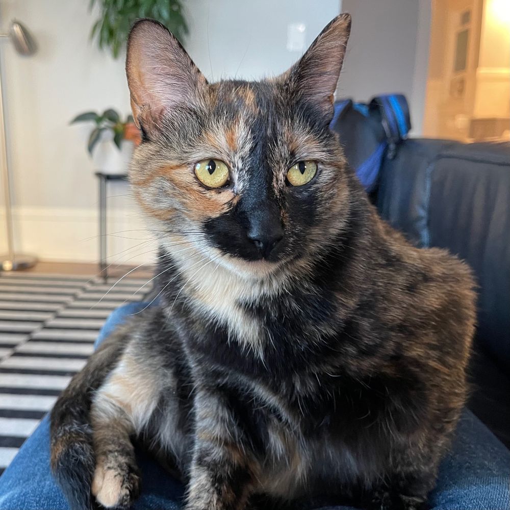 Tortoiseshell cat with a black nose and white whiskers gets on someone's lap on a sofa. 